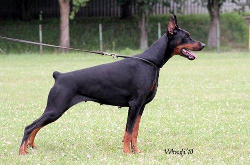 Nefretiti King of Darkness | Black Doberman Pinscher