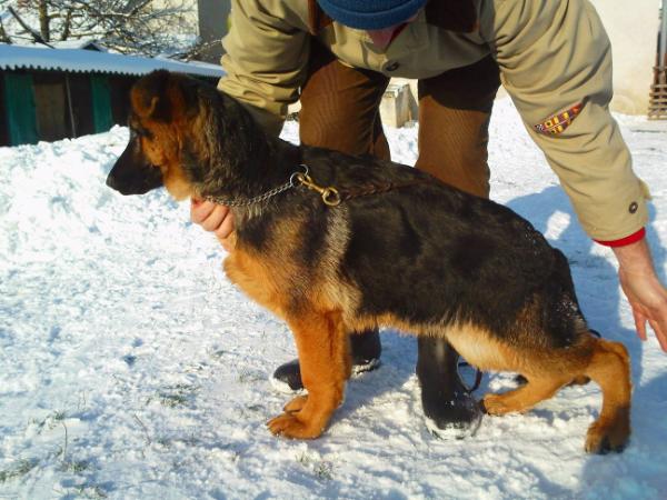 Sonny von schaffhausen | German Shepherd Dog 