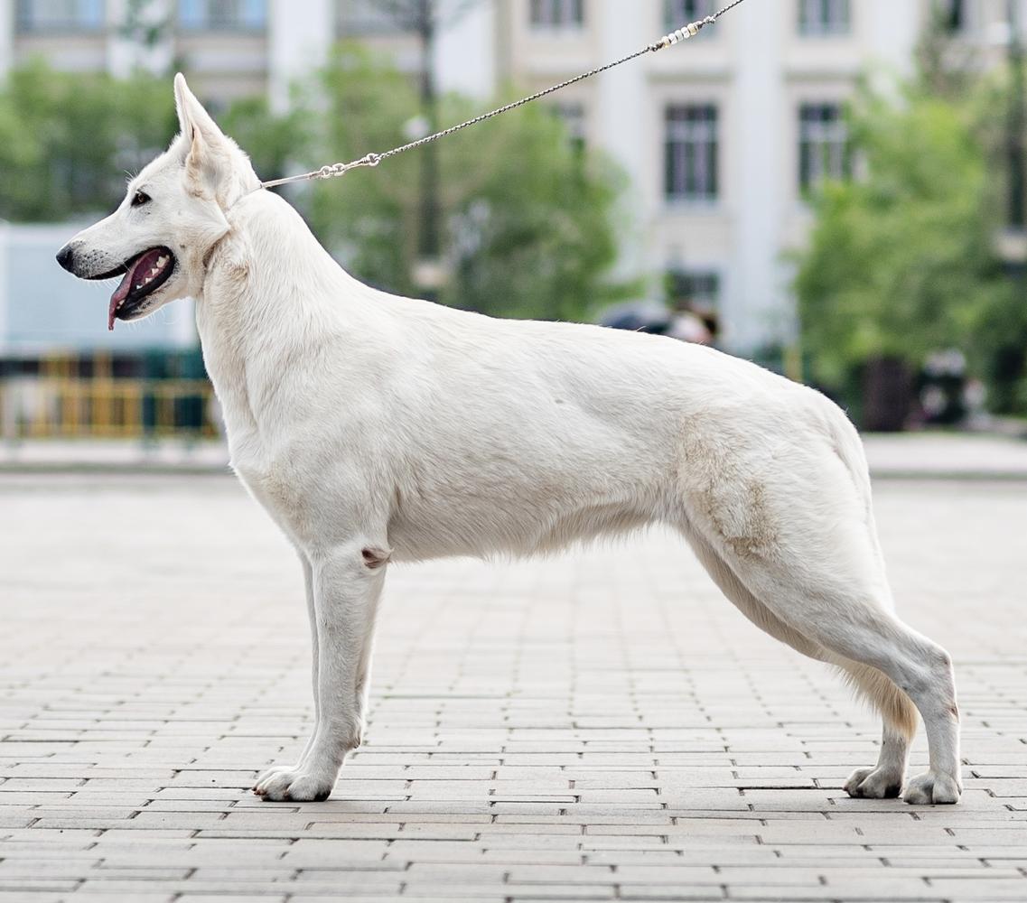 Esenkina Krasa iz Legendy Yakutii | White Swiss Shepherd Dog 