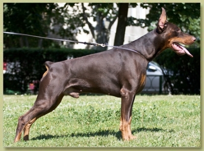 Smart Wood Hills Dzhester Gold | Brown Doberman Pinscher