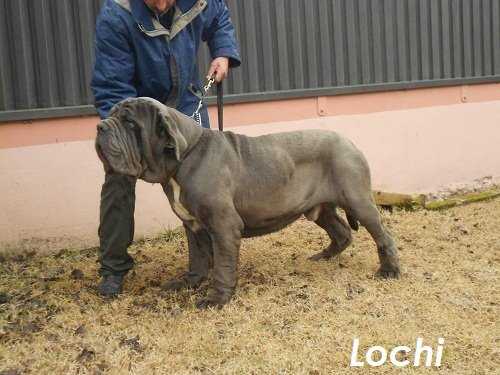 LOCHI DELLO STRADONE VESUVIANO | Neapolitan Mastiff 