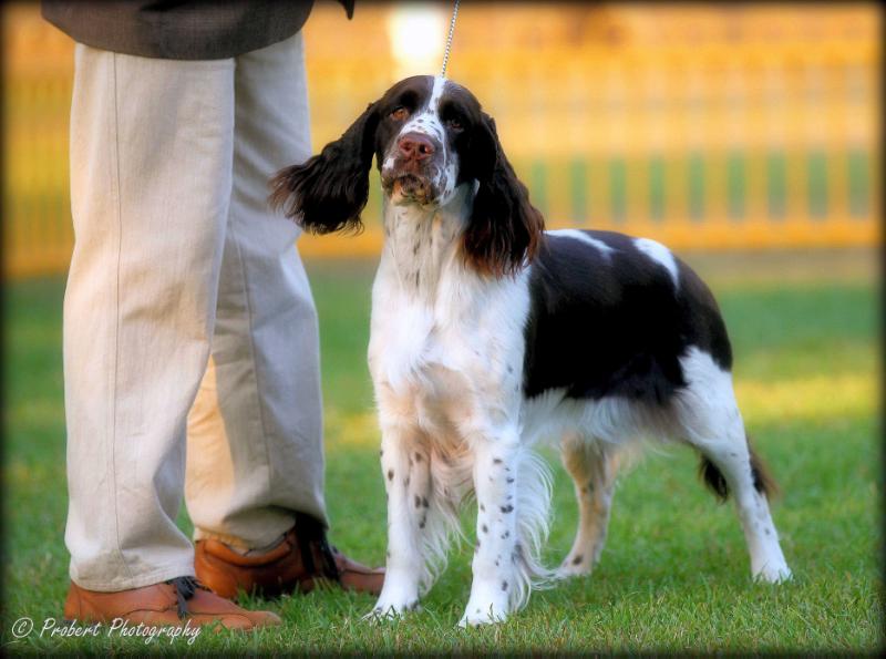 Rowemaris Moment In Time [AI] | English Springer Spaniel 