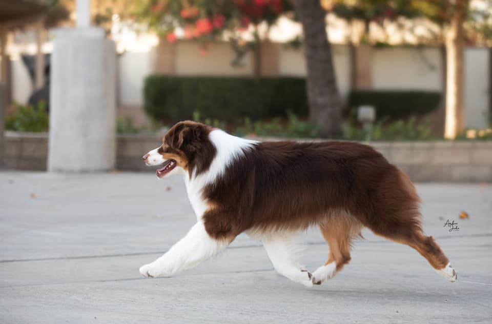 X'SELL'S TO THE TOP OF THE NORTHBAY | Australian Shepherd 