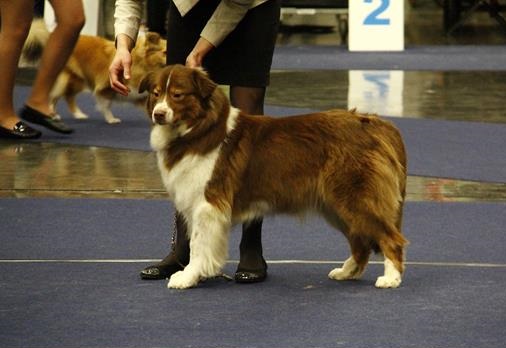 Finest Chocolate des Costys du Tomberg | Australian Shepherd 