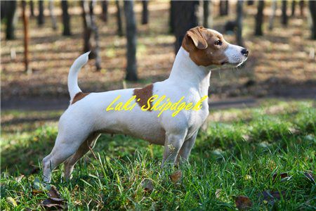 Laki Skipdgek Foxtrot dlya Angela | Jack Russell Terrier 