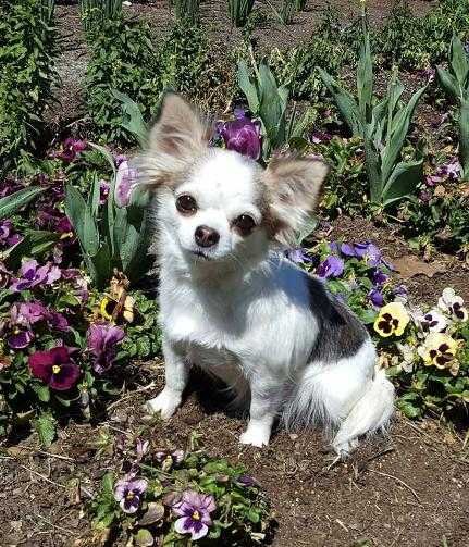 Faerie Garden's Lovely Lily | Chihuahua 
