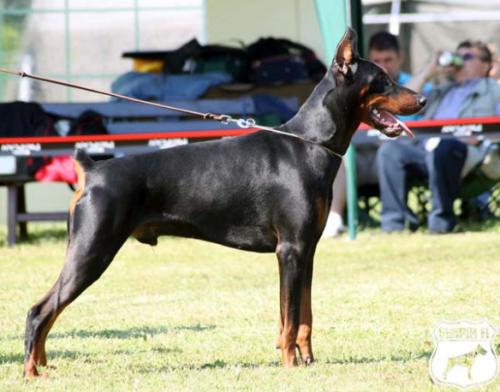 Graf Amaro of Ja-mes-le'mon | Black Doberman Pinscher