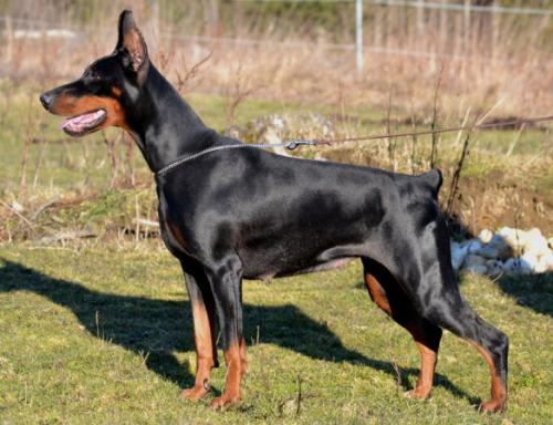 Gräfin Aurelie of Ja-mes-le'mon | Black Doberman Pinscher