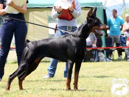 Gräfin Aemelie of Ja-mes-le'mon | Black Doberman Pinscher