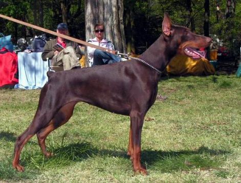 Köd-hegy Angi | Brown Doberman Pinscher