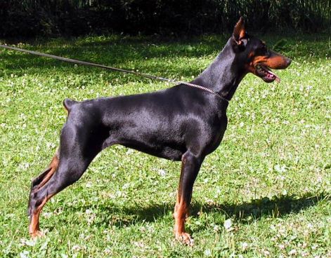 Köd-hegy Afrika | Black Doberman Pinscher