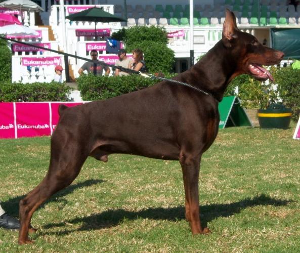 Flegon Cardoso's Dharma | Brown Doberman Pinscher