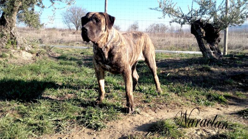 Araya de Naraclan | Perro de Presa Canario 