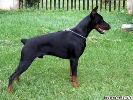 Jammes z Rancza Sutam | Black Doberman Pinscher