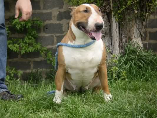 Agila | Bull Terrier 