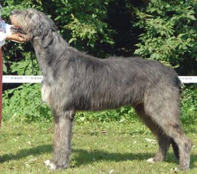 Capone of Treacka's Garden | Irish Wolfhound 