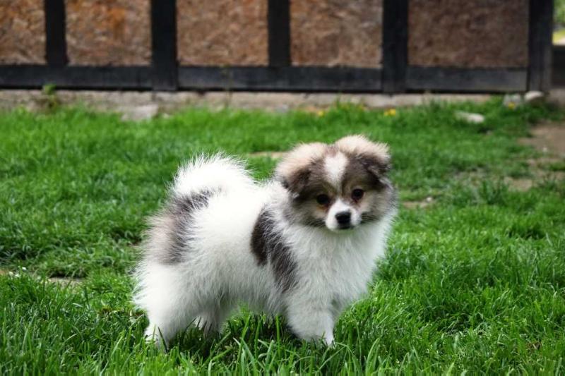 Kelly Bishop Danube Dwarf | German Spitz 