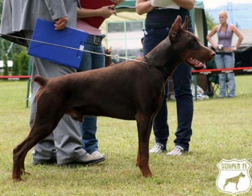 Orion di Altobello | Brown Doberman Pinscher