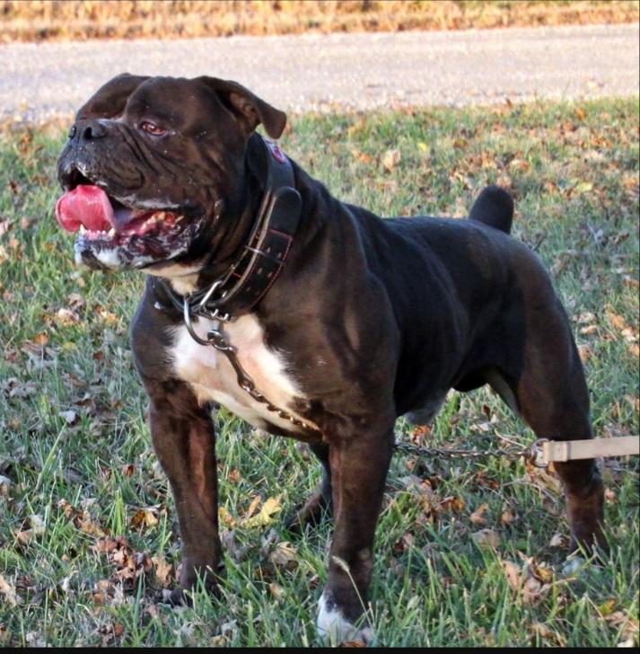 Evolution's Mambo | Olde English Bulldogge 