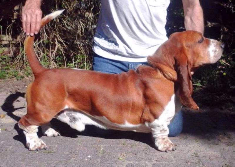 Tidalwaves Lazlo | Basset Hound 