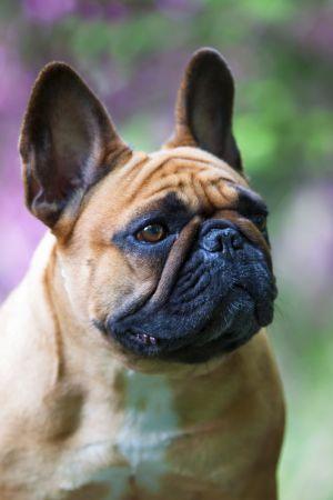 ZHIZNELYUBOCHKA VIVA VITA | French Bulldog 