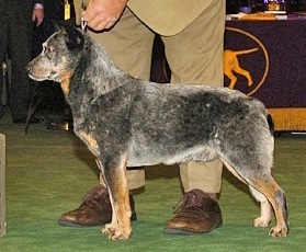 Reddenblu's X File Agent | Australian Cattle Dog 