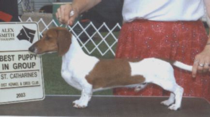 Kinder's Danger Zone | Dachshund 