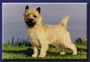 Hjohoo'S Diamonds In Hjour Eyes | Cairn Terrier 