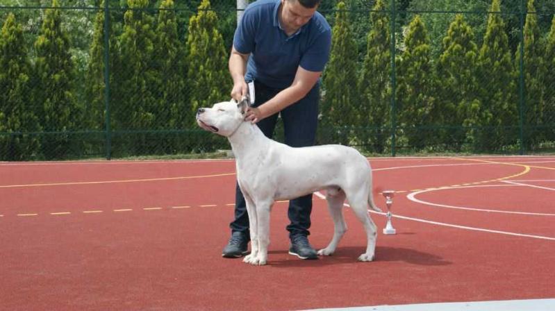 Huracan De El Polivalente | Argentine Dogo 