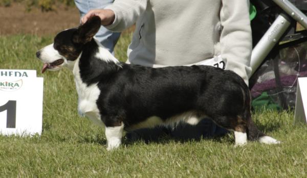 COOL ADVENTURE Z Domu Polanki (FCI) | Cardigan Welsh Corgi 