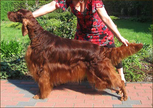 AMERICAN DOLLAR z Arislandu | Irish Setter 