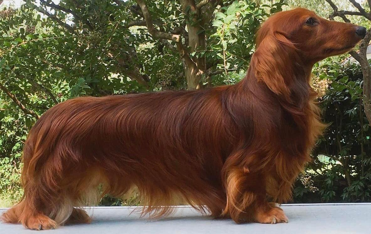 Big Ben the Victorian Lord | Dachshund 