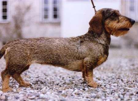 wille's ditte | Dachshund 