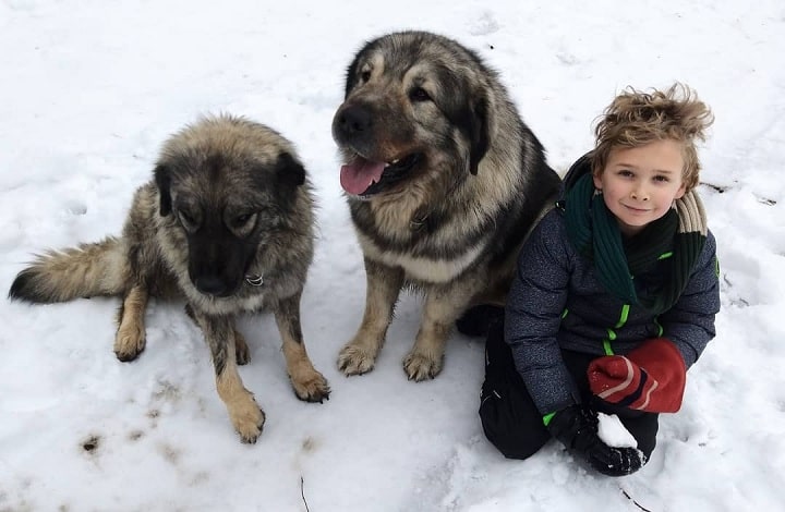 Yugoslavian Shepherd