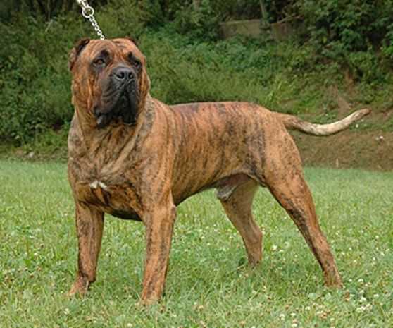 El cranero duro alonso | Perro de Presa Canario 