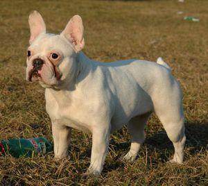 J. LO OF SIRMIUM KIDS | French Bulldog 