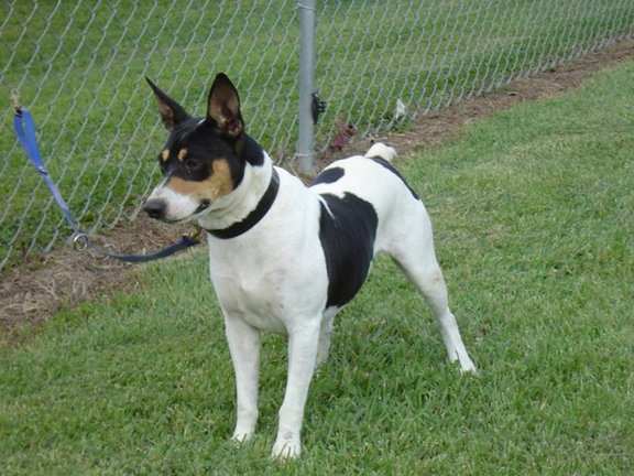 Bluegrass Seegmlr Raz | Rat Terrier 