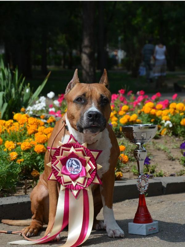 Anisiya Pokoritelnitsa Serdets | American Staffordshire Terrier 
