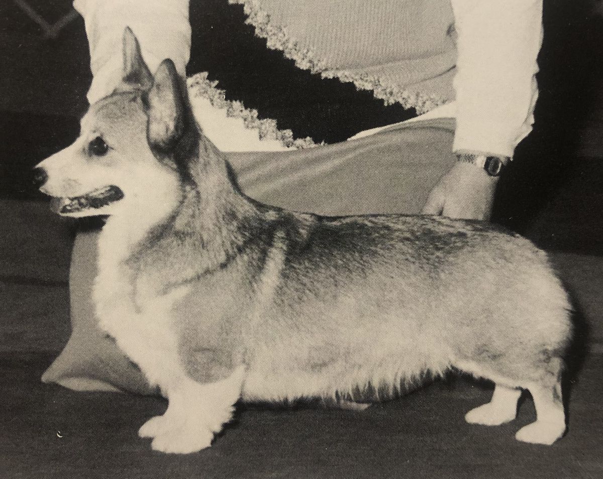 Mar-Wil's Cherry Jubilee | Pembroke Welsh Corgi 