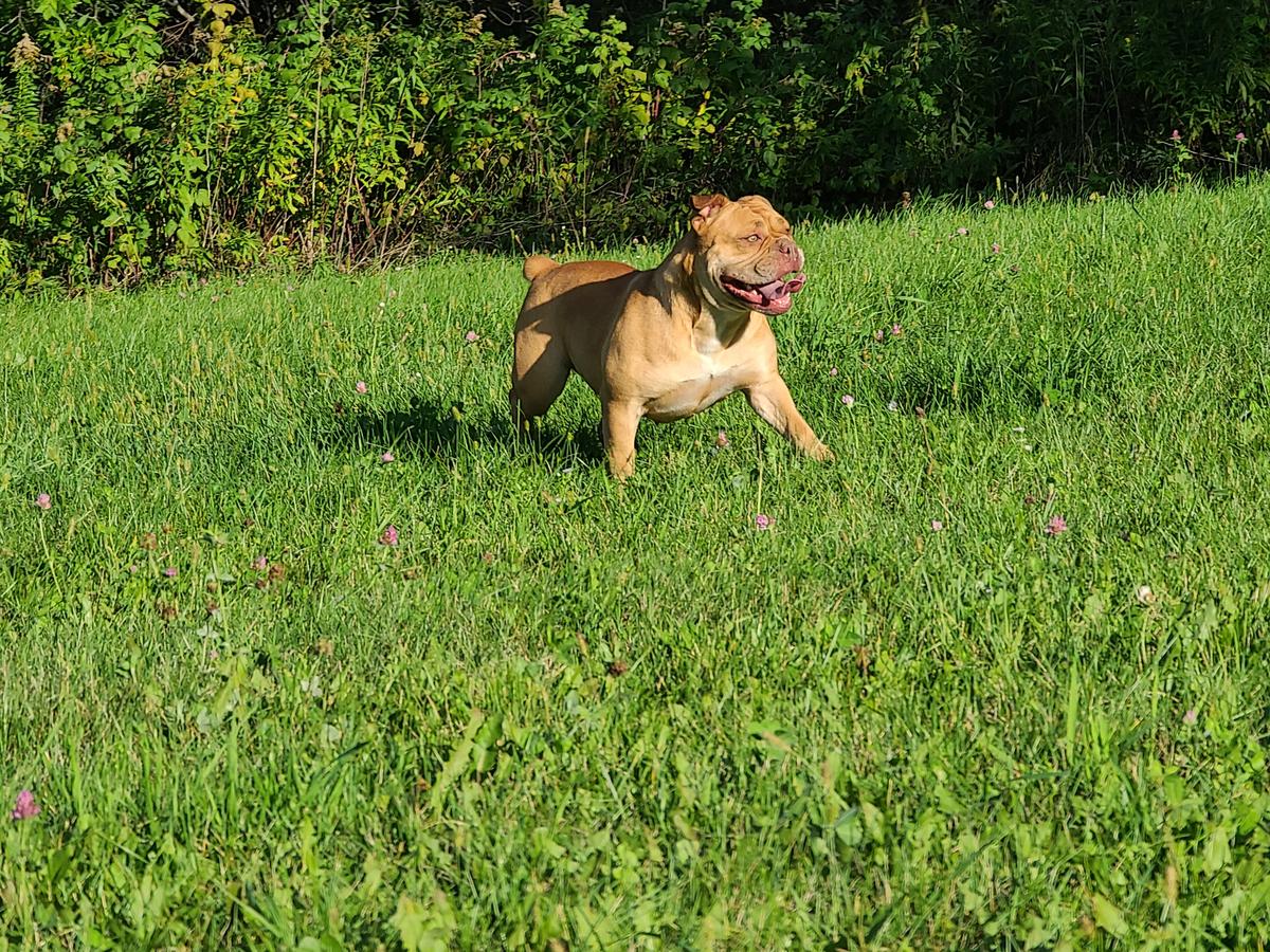 Shoreline's Rey | Olde English Bulldogge 