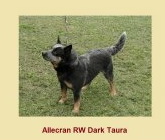 Allecram Rw Drak Taura | Australian Cattle Dog 