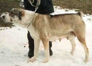 Hazra | Central Asian Shepherd Dog 