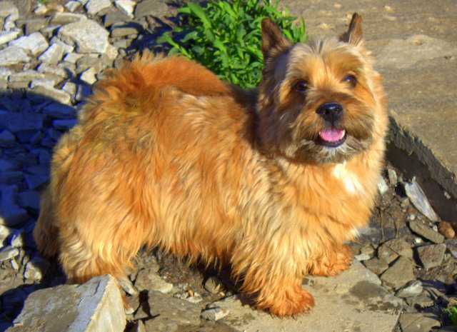 WINDERMER'S CAJUS | Norwich Terrier 