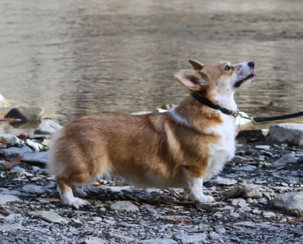 Wendt Worths Corale Feinwen Cymru | Pembroke Welsh Corgi 