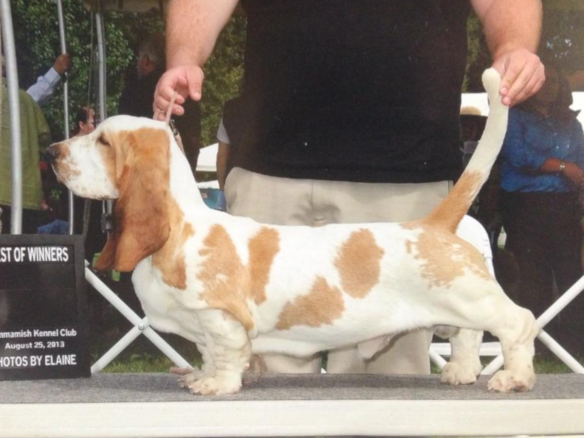 Tailgate Rivercity McClintock | Basset Hound 