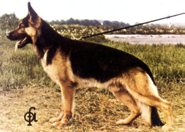 Gero von der Spargelhalle | German Shepherd Dog 