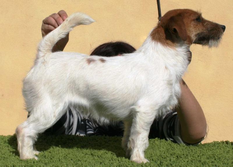 ROYAL DI SAN RUFFINO JACK MARINA FAIRY | Jack Russell Terrier 