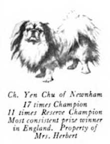 Yen Chu of Newnham | Pekingese 