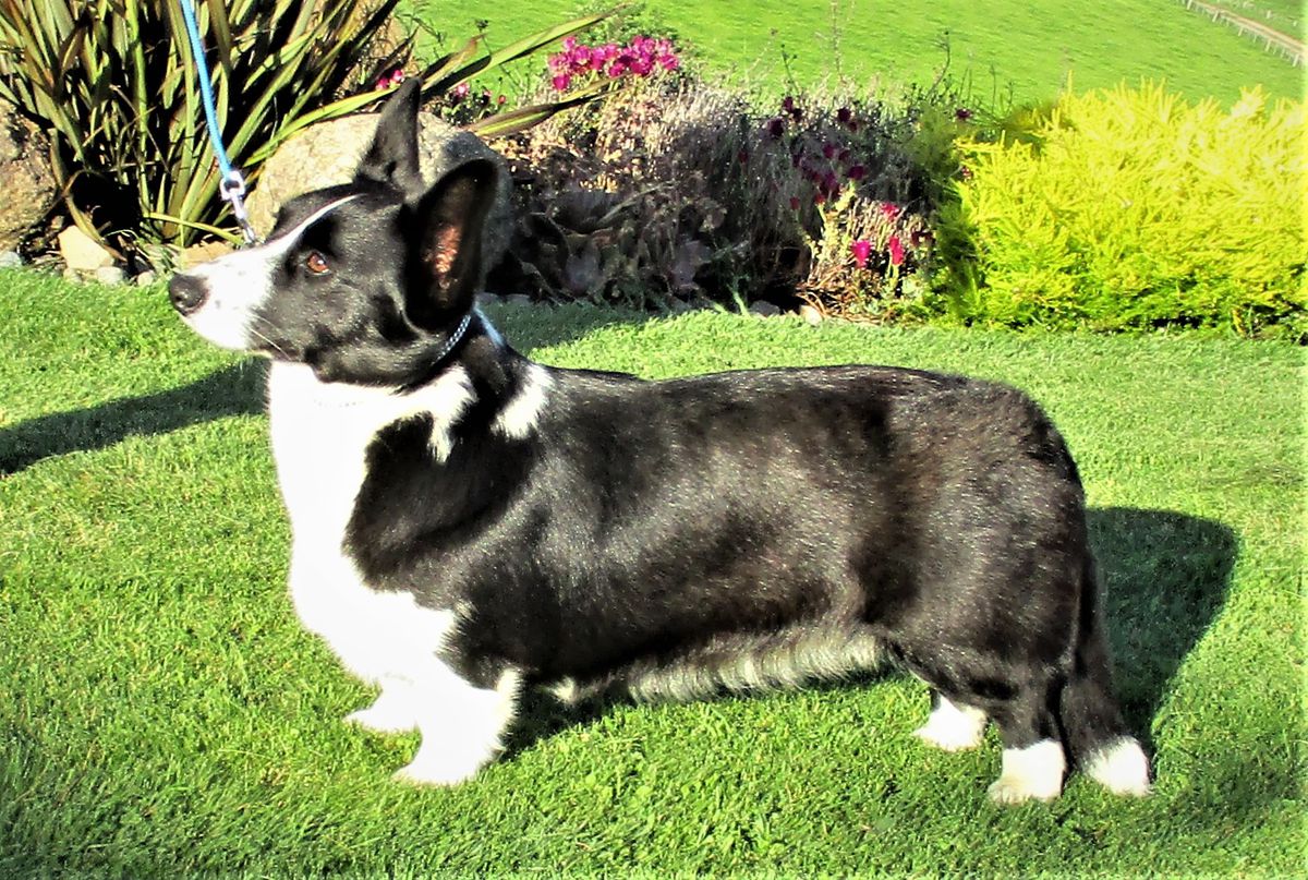 Mandene Diamonds And Pearls At Copperleaf | Cardigan Welsh Corgi 