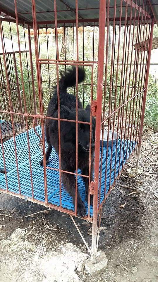 Lucious | Belgian Tervuren 